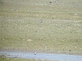 dscn2569 * Oostvaardersplassen (NL); Jan van den Boschpad