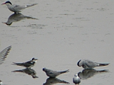 dscn1092 * + VISDIEF - KÜSZVÁGÓ CSÉR - COMMON TERN - FLUSSEESCHWALBE - STERNA HIRUNDO/
_____
Oostvaardersdijk (NL); HM12