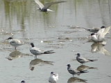 dscn1094 * + VISDIEF - KÜSZVÁGÓ CSÉR - COMMON TERN - FLUSSEESCHWALBE - STERNA HIRUNDO/
_____
Oostvaardersdijk (NL); HM12