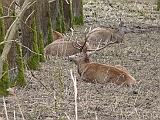 P1040234 * Oostvaardersplassen; Fluitbos (NL)