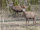 P1040241 * Oostvaardersplassen; Fluitbos (NL)