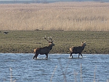 P1040540 * Oostvaardersplassen; Jan van den Boschpad (NL)