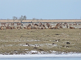 P1060363 * Oostvaardersplassen; Jan van den Boschpad (NL)