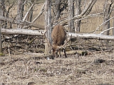 P1060384 * Oostvaardersplassen; Fluitbos (NL)