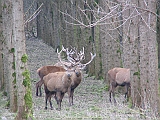 img_0872 * Oostvaardersplassen; Fluitbos (NL)