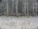 img_0874 * Oostvaardersplassen; Fluitbos (NL)