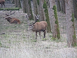 img_0881 * Oostvaardersplassen; Fluitbos (NL)