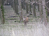 img_0884 * Oostvaardersplassen; Fluitbos (NL)