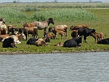 P1020489 * Oostvaardersplassen (NL); Jan van den Boschpad