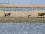 P1030147 * Oostvaardersplassen (NL); Jan van den Boschpad