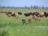 img_1747 * Oostvaardersplassen (NL); Jan van den Boschpad