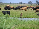 img_1748 * Oostvaardersplassen (NL); Jan van den Boschpad