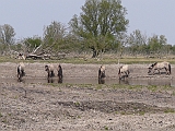 P1010002 * Oostvaardersplassen (NL); Jan van den Boschpad