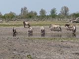 P1010003 * Oostvaardersplassen (NL); Jan van den Boschpad