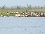 P1010528 * Oostvaardersplassen (NL); Jan van den Boschpad