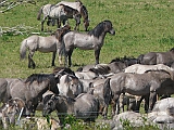 P1050148 * Oostvaardersplassen (NL); Kotterbosbult