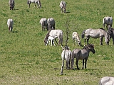 P1050156 * Oostvaardersplassen (NL); Kotterbosbult