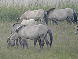 dscn2782 * Oostvaardersplassen (NL); Jan van den Boschpad