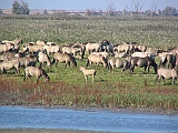 img_0725 * Oostvaardersplassen (NL); Jan van den Boschpad