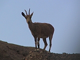 img_2775 * Eilat Montains (IL)