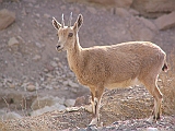 img_2776 * Eilat Montains (IL)