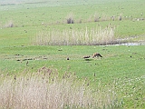 P1010110 * Oostvaardersplassen (NL); Kleine Praambult