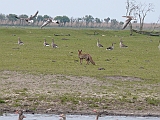 P1040996 * Oostvaardersplassen (NL); Jan van den Boschpad