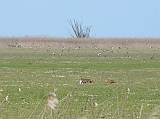 P1050191 * Oostvaardersplassen (NL); Jan van den Boschpad