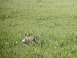 dscn2648 * Oostvaardersplassen (NL); Jan van den Boschpad