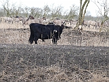 P1040096 * Oostvaardersplassen (NL); Jan van den Boschpad (Hekrund+ Konikpaard)