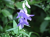 img_0280 * AKKERKLOKJE - KÁNYA HARANGVIRÁG - CREEPING BELLFLOWER - CAMPANULA RAPUNCULOIDES
=====
Dömörkapu (HU)