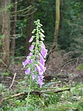 img_0696 * digitalis purpurea; Dömörkapu (HU)