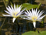 P1030009 * WHITE WATERLILY_WEIßE SEEROSE_NYMPHAEA ALBA;
---Nahal Taninim (IL)---