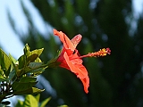 P1030049 * CHINESE HIBISCUS_CHINESISCHER ROSENEIBISCH_HIBISCUS ROSA-SINENSIS
---Tsoran (IL)---