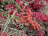 P1030154 * BOUGAINVILLEA
---Magam Michael (IL)---