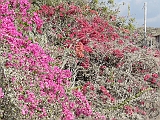 P1030155 * BOUGAINVILLEA
---Magam Michael (IL)---