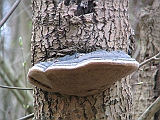 img_1058 * TONDERZWAM - BÜKKFATAPLÓ - TINDER POLYPORE - FOMES FOMENTARIUS
====
Zeeland (NL)