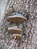 img_1059 * TONDERZWAM - BÜKKFATAPLÓ - TINDER POLYPORE - FOMES FOMENTARIUS
====
Zeeland (NL)