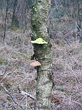 img_2154 * BERKENZWAM - NYÍRFATAPLÓ - BROWN CUBICAL ROT OF BIRCH - BIRKENPORLING - PIPTOPORUS BETULINUS
====
Noord Brabant (NL)