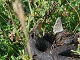 P1020833 * Budapest (HU) Hármashatarhegy (+POLYOMMATUS DORYLAS)