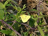 P1050871 * Oostvaardersplassen, Jan van den Boschpad; NL